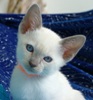 Burmese 