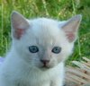 Kitten