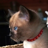 Kitten