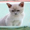 Kitten