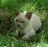 Kitten