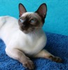 Zarla