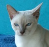 Xeina
