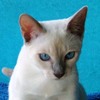Xeina