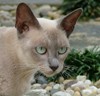 Bella